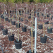 ACER PALMATUM DISSECTUM INABA SHIDARE 1-2T CLT12