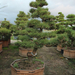 PINUS AUSTRIACA NIGRA BONSAI DB250