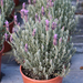 LAVANDULA STOECKAS 3L