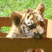 Egy doboz tigris