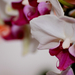 Variációk orchideára6