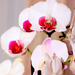 Variációk orchideára8