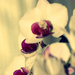 Variációk orchideára9