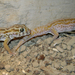 teratoscincus 012