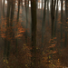 őszi erdő 2