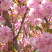 cseresznyevirágzás - Virágzó vadcseresznye fa