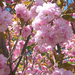 cseresznyevirágzás - Húsvét hétfő Budán