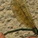Calopteryx virgo