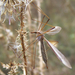 Tipula oleracea