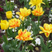 Sárga cirmos tulipán