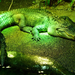 Sütkérező krokodil