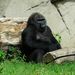 A komor gorilla