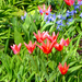 Mini tulipánok
