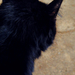 Fekete macsek
