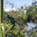 A kék légivadász (Ischnura elegans) párzó példányai