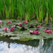 A-tó-rózsái-gif