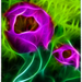 Lila tulipán 1