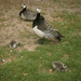 D6 Barnacle goose, Leeds Castle garden