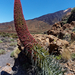 Teide Nemzeti Park - Echium wildpretii