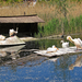 pelikánok