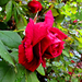 bimbós rózsa