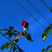 januári rózsa bimbó