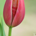 tulipán9