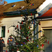 Szentendrei Karácsonyfa