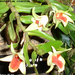 Dendrobium cruentum
