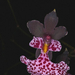 Oncidium rhodostictum