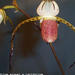 Paphiopedilum stonei v.latifolium