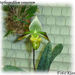 Paphiopedilum venustum