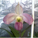 Paphiopedilum vietnamense 2