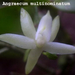 Angraecum multinominatum
