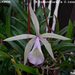 Album - Cattleya+Hibridjei