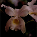 Cattleya gaskelliana