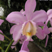 Cattleya harrisoniae