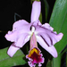 Cattleya percivaliana