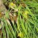 Maxillaria vitteliniflora