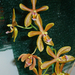 Phalaenopsis-Renanthera hibrid