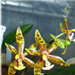 Phalaenopsis mannii1