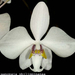 Phalaenopsis philippinense