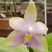 Phalaenopsis violacea v.coerulea