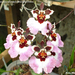 T.Orchidom Charming Choice