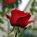 Őszi rózsa (IMG 0055)