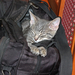 Egy táska macska (IMG 8496)