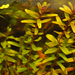 Rotala indica.png
