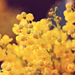 Sárga virágok az esti fényben