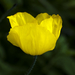 Yellow poppy