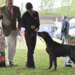 Dolcarosa all knowing Flat Coated Retriever Reserve Best of Grou